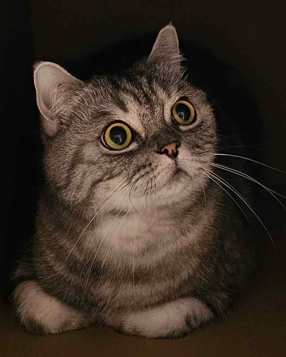 Photo of Sabi, a silver tabby cat, sitting in a dark box